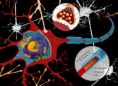 /album/fotogaleria/a819px-complete-neuron-cell-diagram-es-svg-png/