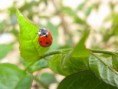 /album/fotogaleria/biologia2-jpg/