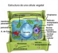 /album/fotogaleria/celula-eucariota-vegetal-jpg/