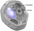 /album/fotogaleria/vacuole-jpg/