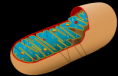 /album/fotogaleria/a415px-animal-mitochondrion-diagram-es-svg-png/